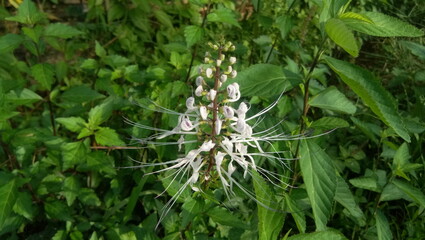 The cat's whisker herbal plant has many medicinal benefits