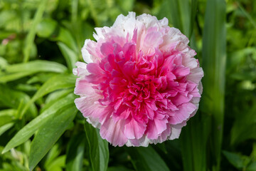 Peony Rose heart bloomed in spring 