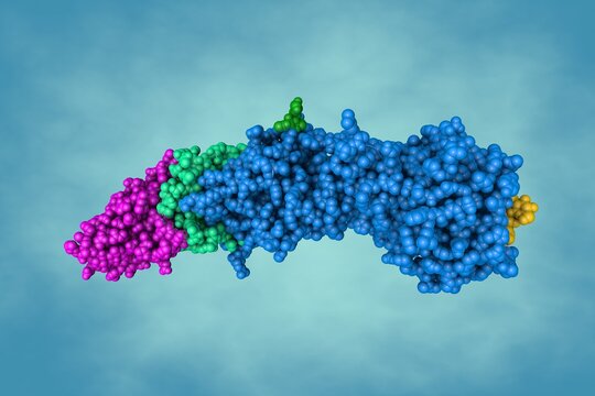 Human gamma herpesvirus 8 in complex with EphA2. Space-filling molecular model on blue background. Rendering with differently colored protein chains based on protein data bank. 3d illustration