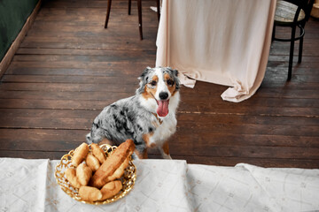 An Australian Shepherd dog sits at the table and looks at the food. Wants to steal a cupcake. Pet's...
