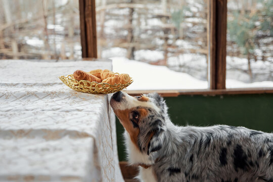 An Australian Shepherd dog sits at the table and looks at the food. Wants to steal a cupcake. Pet's breakfast. Winter, New Year, Christmas.