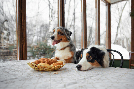 An Australian Shepherd dog sits at the table and looks at the food. Wants to steal a cupcake. Pet's breakfast. Winter, New Year, Christmas.