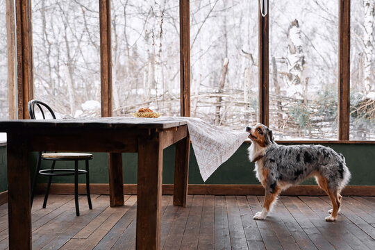An Australian Shepherd dog sits at the table and looks at the food. Wants to steal a cupcake. Pet's breakfast. Winter, New Year, Christmas.