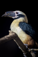 Toucan