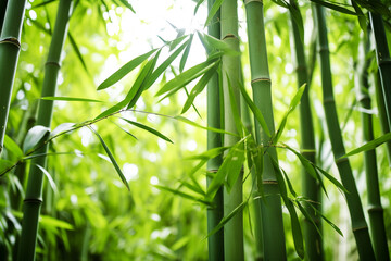 serene and captivating atmosphere of bamboo forest, with tall stalks reaching skyward and creating...