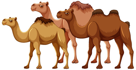 Camel Family Cartoon