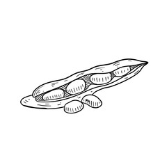 Fototapeta premium bean vegetable handdrawn 