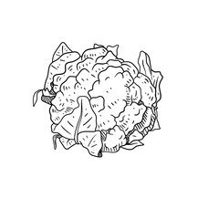 vegetable handdrawn 