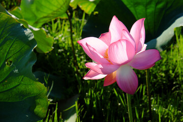 Fototapeta premium Close up lotus flower bloom vibrant in sunny morning