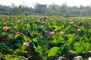 Hue village, large lotus pond at sunny morning, people harvest seed pod
