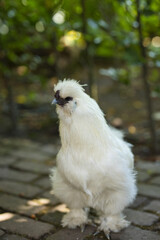 Vertical portrait of a white silkie rooster, Wugu-ji chicken, walking on a terrace. Free-range chicken foraging freely in a green country garden with selective focus