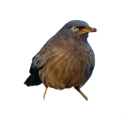 gray babbler bird isolated 