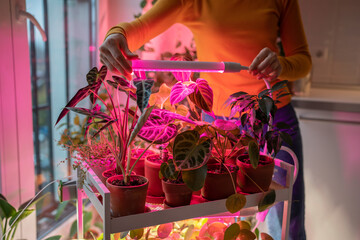 Woman installing LED purple pink lamp for supplementary lighting of indoor plant in winter season...