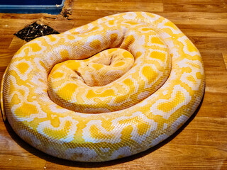 알비노 버미즈 파이손(Albino burmses python) 
국제 멸종 위기 종(International Endangered Species)