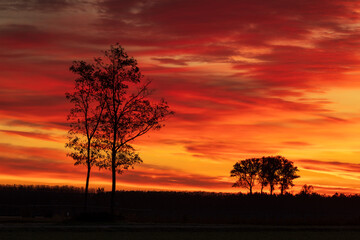 Fototapeta na wymiar Alberi nel campo al tramonto con il cielo rosso.