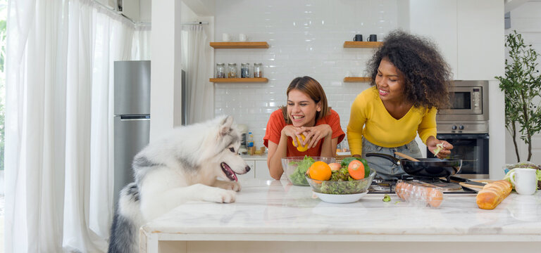 Two Women Share A Jovial Moment In The Homely Kitchen. Amidst Their Laughter, A Siberian Husky Sit Attentively With Hopeful Eye Fixed On A Morsel Of Food That May Drop.