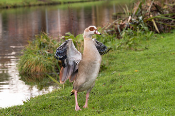 Portrait  of an adult male Egyptian goose (Alopochen aegyptiaca) with wings raised during molting