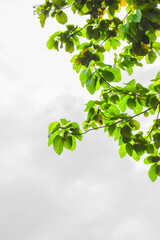 Fototapeta na wymiar green leaves on a branch