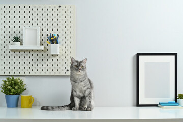 Gray tabby cat sitting on white table with picture frame and potted plant. Domestic cat, cop space...