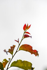 autumn leaves on the tree