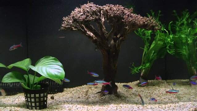 Neon Tetra and Galaxy Rasbora Danio Margaritatus Aquarium Fishes in decorative home aquarium tank