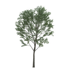 tree isolated on  transparent background