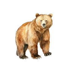 Fototapeta premium Bear watercolor illustration brown grizzly bear. hand down painted on a white background. PNG 300DPI clipart isolated