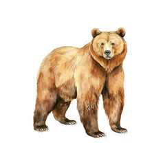 Fototapeta premium Bear watercolor illustration brown grizzly bear. hand down painted on a white background. PNG 300DPI clipart isolated