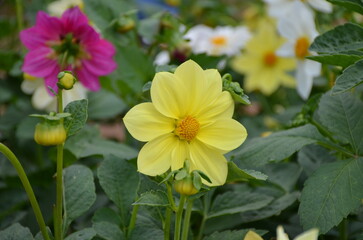 yellow flowers blooming in nature macro picture