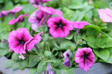 pink and purple flowers blooming in nature garden