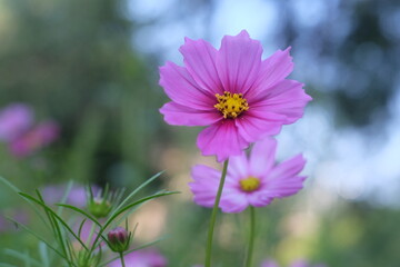 pink cosmos flower blossom in the garden