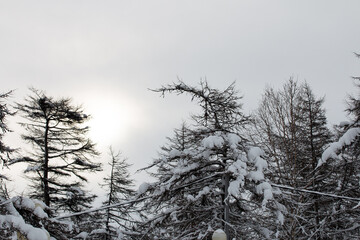 Picture of winter snowy Magadan city, Russia. Larch trees covered with snow