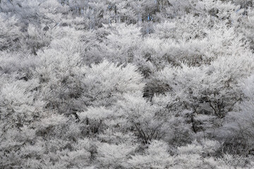 美しい霧氷する森