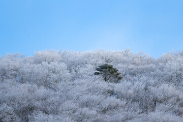 美しい霧氷する森