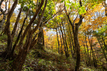 大台ヶ原の紅葉　奈良県