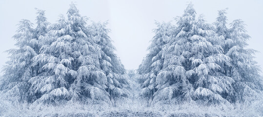 Snow covered pine tree. Winter forest