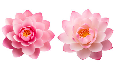 Pink lotus flower on a transparent background