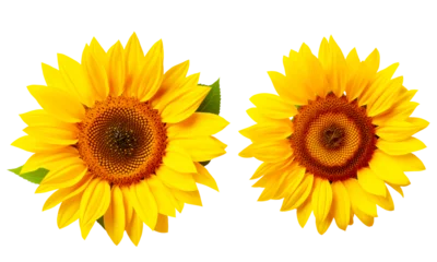 Türaufkleber sunflower on a transparent background © PJang