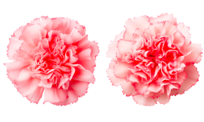 pink carnation flower on a transparent background