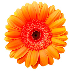 orange gerbera daisy on a transparent background