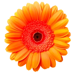 Türaufkleber orange gerbera daisy on a transparent background © PJang
