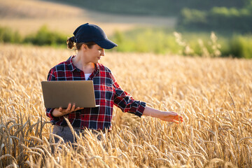 Naklejka na ściany i meble Female farmer working with laptop on wheat field. Smart farming and digital agriculture