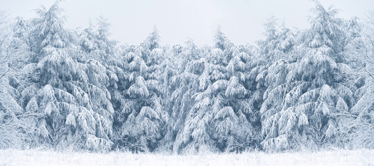 Snow covered pine tree. Winter forest