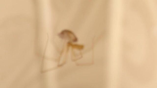 Cellar spider eating its prey (pill bug). Spider moving isolated in a deserted place. Closeup spider on its web. Wildlife insects, insect.
Bugs, bug. Wild nature, predator and prey. Animals, animal