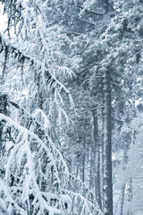 Snow covered trees in winter