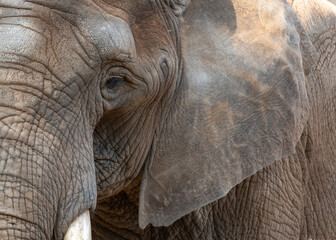 Macro image of an elephant with focus on the eye. Close-up of an elephant's eyes, ears, tusk
