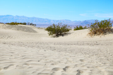 Fototapeta na wymiar Footprints in the sand in sand dunes in America.