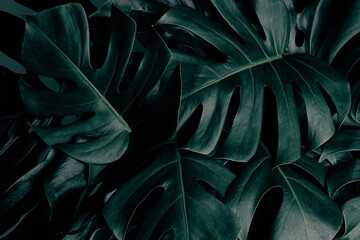 tropical leaf, green monstera plant on dark background