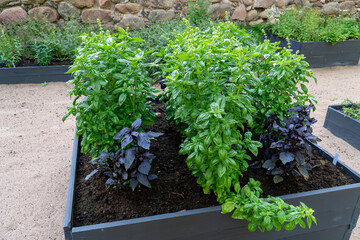 Planter boxes. Marvel at the thriving bush basil plants in wooden garden boxes. Renowned for its aromatic qualities, basil enhances the flavor of soups, sauces, and various fish and meat dishes.