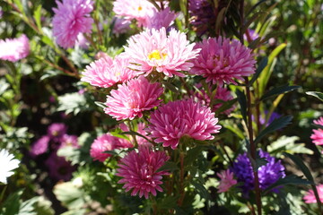 Bunch of pink flowers of China asters in September